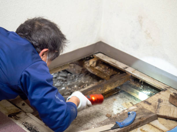 Best Commercial Mold Remediation in Soh Weber, UT