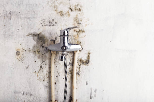 Best Post-Flood Mold Remediation in Soh Weber, UT