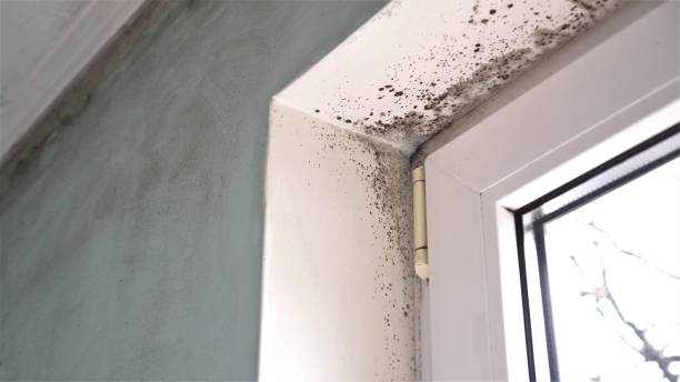Best Industrial Mold Remediation in Soh Weber, UT