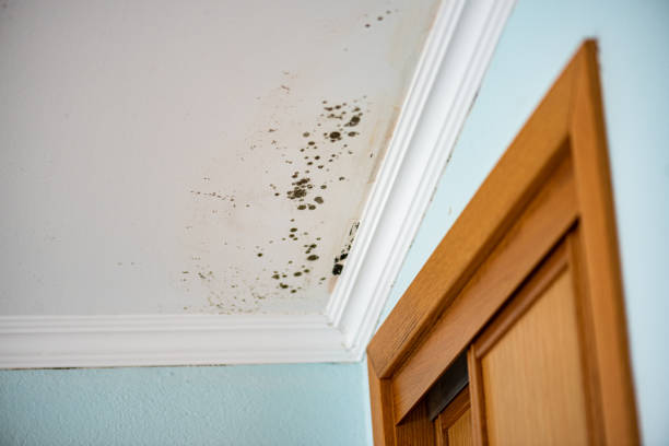 Best Residential Mold Remediation in Soh Weber, UT