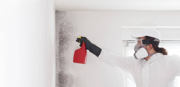 Best Basement Mold Remediation in Soh Weber, UT